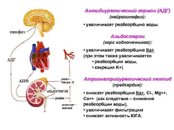 Антидиуретический гормон (АДГ) (нейрогипофиз): • увеличивает реабсорбцию воды. Альдостерон (кора надпочечников): • увеличивает реабсорбцию
