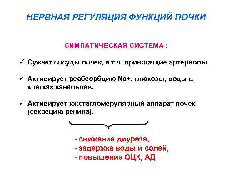 НЕРВНАЯ РЕГУЛЯЦИЯ ФУНКЦИЙ ПОЧКИ СИМПАТИЧЕСКАЯ СИСТЕМА : ü Сужает сосуды почек, в т. ч.