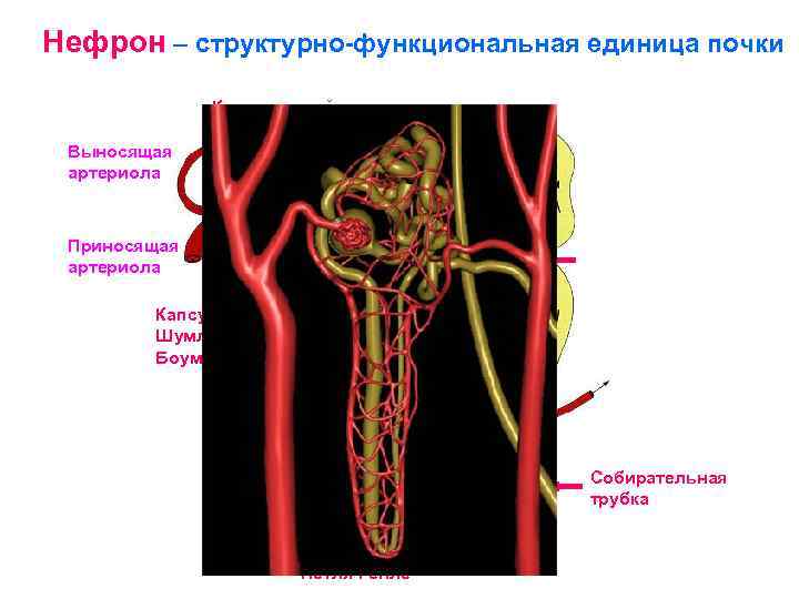 Нефрон – структурно-функциональная единица почки Выносящая артериола Капиллярный Проксимальный клубочек извитой каналец Приносящая артериола