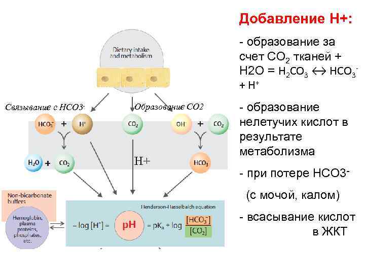 Добавление H+: - образование за счет СО 2 тканей + Н 2 О =
