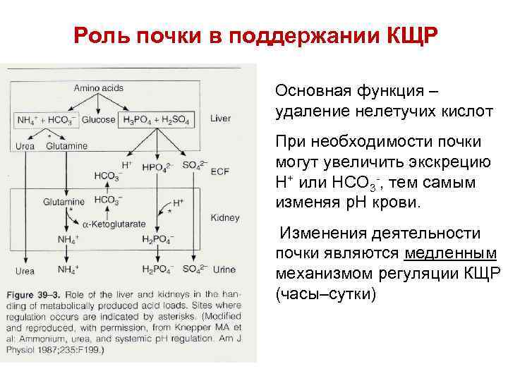 Роль почки в поддержании КЩР Основная функция – удаление нелетучих кислот При необходимости почки