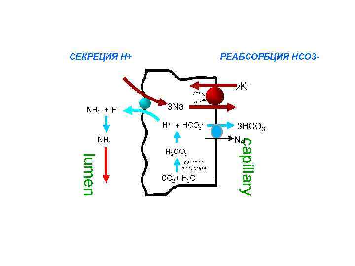 СЕКРЕЦИЯ Н+ РЕАБСОРБЦИЯ НСО 32 3 3 НСО 3 Na 
