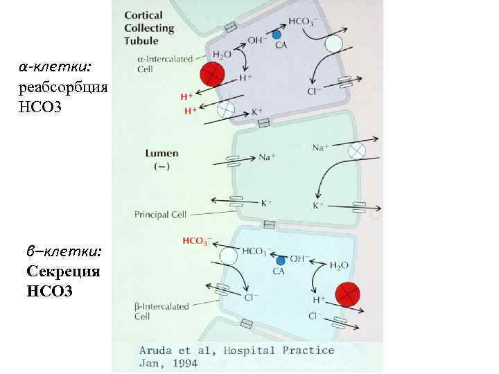 α-клетки: реабсорбция НСО 3 β–клетки: Секреция НСО 3 