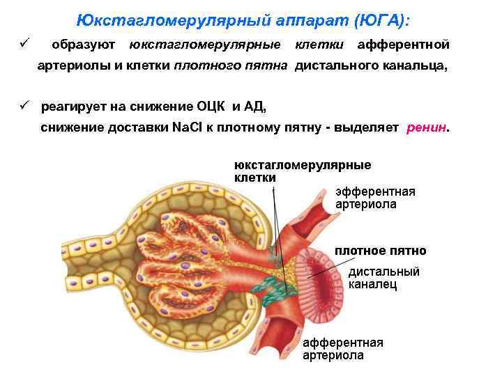 Юкстагломерулярный аппарат (ЮГА): ü образуют юкстагломерулярные клетки афферентной артериолы и клетки плотного пятна дистального