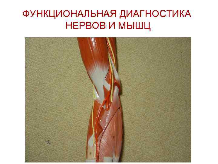 ФУНКЦИОНАЛЬНАЯ ДИАГНОСТИКА НЕРВОВ И МЫШЦ 
