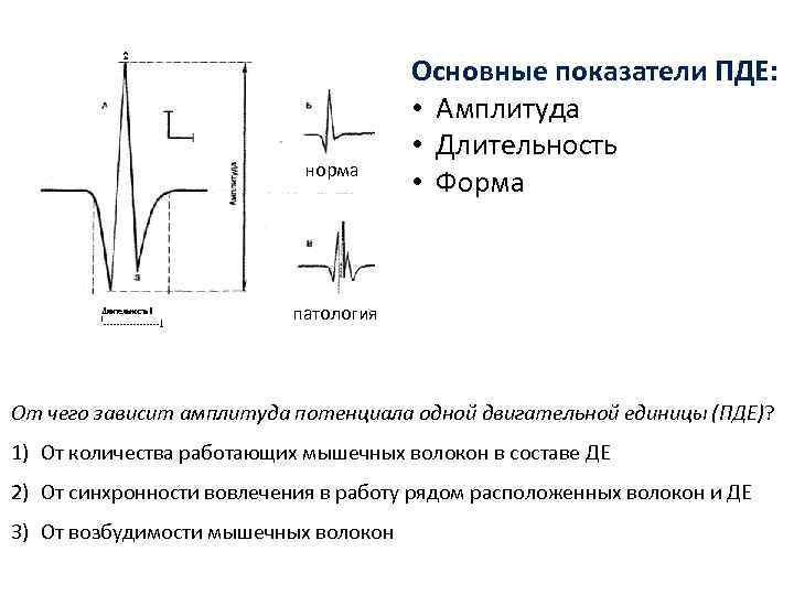 норма Основные показатели ПДЕ: • Амплитуда • Длительность • Форма патология От чего зависит