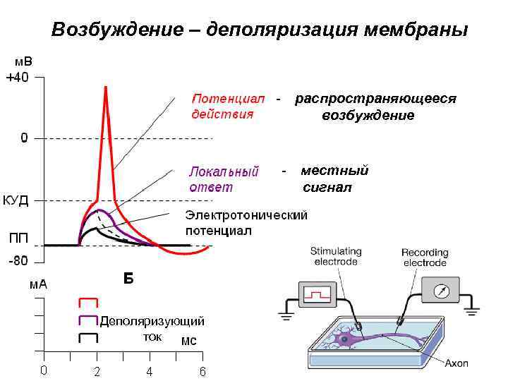 Возбуждение – деполяризация мембраны м. В - распространяющееся возбуждение - местный сигнал Деполяризующий ток