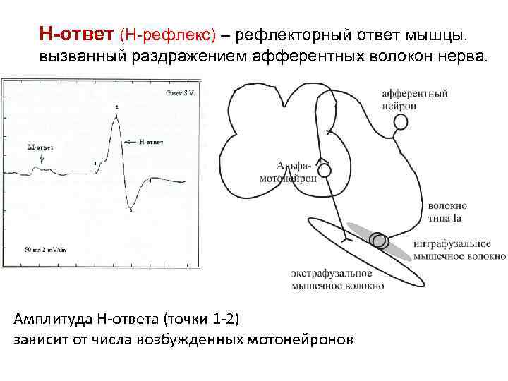 Н-ответ (Н-рефлекс) – рефлекторный ответ мышцы, вызванный раздражением афферентных волокон нерва. Амплитуда Н-ответа (точки