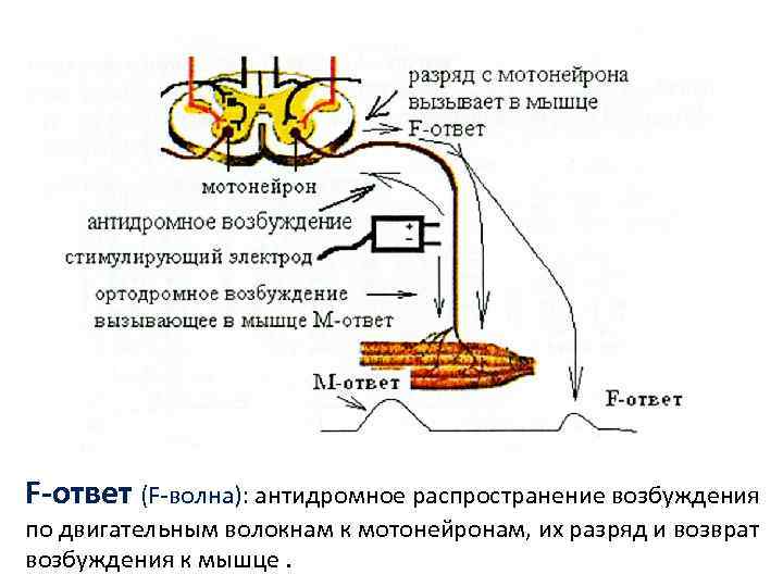 F-ответ (F-волна): антидромное распространение возбуждения по двигательным волокнам к мотонейронам, их разряд и возврат