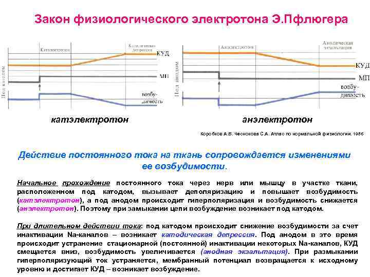 Закон физиологического электротона Э. Пфлюгера катэлектротон анэлектротон Коробков А. В. Чеснокова С. А. Атлас