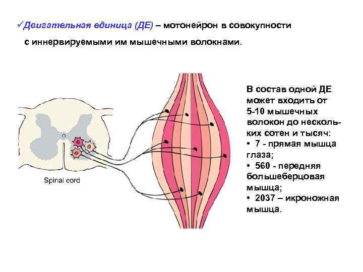 üДвигательная единица (ДЕ) – мотонейрон в совокупности с иннервируемыми им мышечными волокнами. В состав