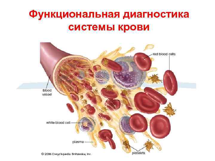 Схема движения крови в организме