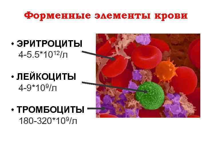 Нормы форменных элементов крови. Кровь эритроциты лейкоциты тромбоциты.