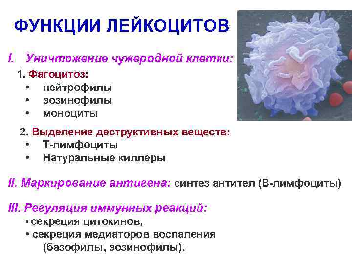 ФУНКЦИИ ЛЕЙКОЦИТОВ I. Уничтожение чужеродной клетки: 1. Фагоцитоз: • нейтрофилы • эозинофилы • моноциты