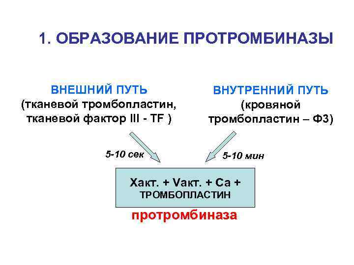 1. ОБРАЗОВАНИЕ ПРОТРОМБИНАЗЫ ВНЕШНИЙ ПУТЬ (тканевой тромбопластин, тканевой фактор III - TF ) 5