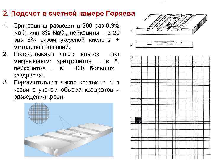 2. Подсчет в счетной камере Горяева 1. Эритроциты разводят в 200 раз 0, 9%