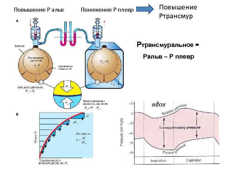 Повышение Р альв Понижение Р плевр Повышение Ртрансмуральное = Ральв – Р плевр вдох