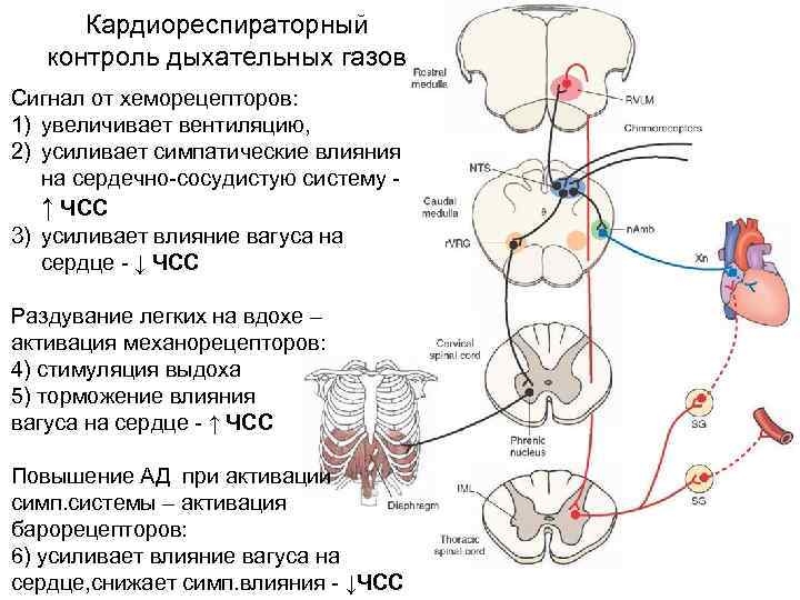 Принципиальная схема дыхания в дасв