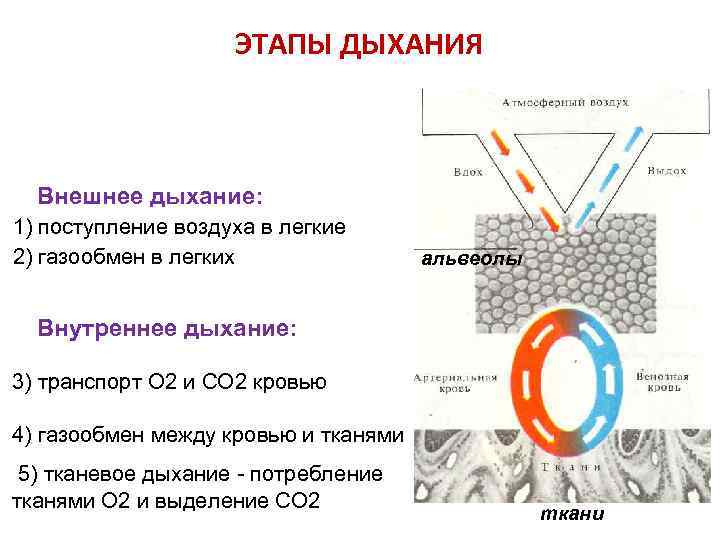 Этапы дыхания животных