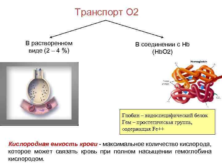 Транспорт О 2 В растворенном виде (2 – 4 %) В соединении с Нb