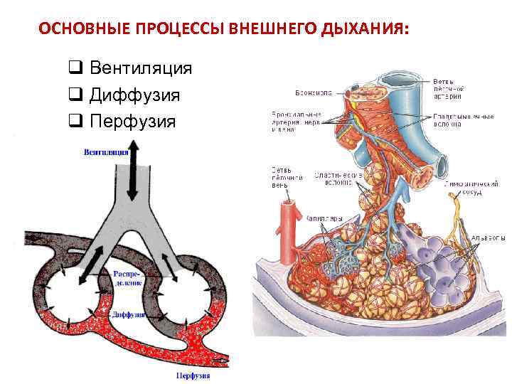 ОСНОВНЫЕ ПРОЦЕССЫ ВНЕШНЕГО ДЫХАНИЯ: q Вентиляция q Диффузия q Перфузия 
