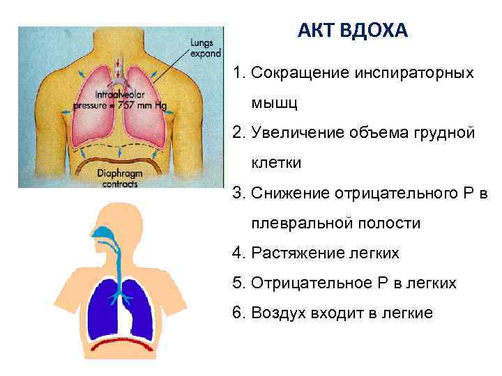 Увеличение объема грудной клетки