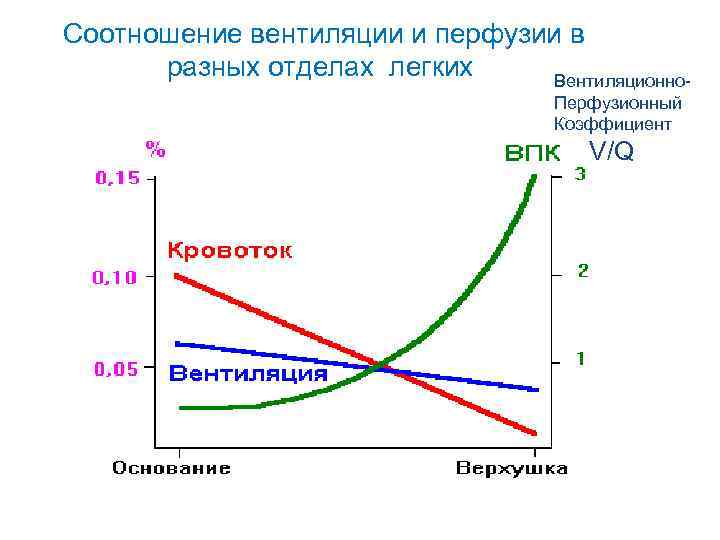  Соотношение вентиляции и перфузии в разных отделах легких Вентиляционно. Перфузионный Коэффициент V/Q 