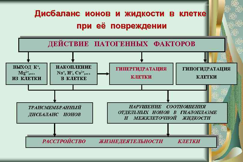 Клетки накопления