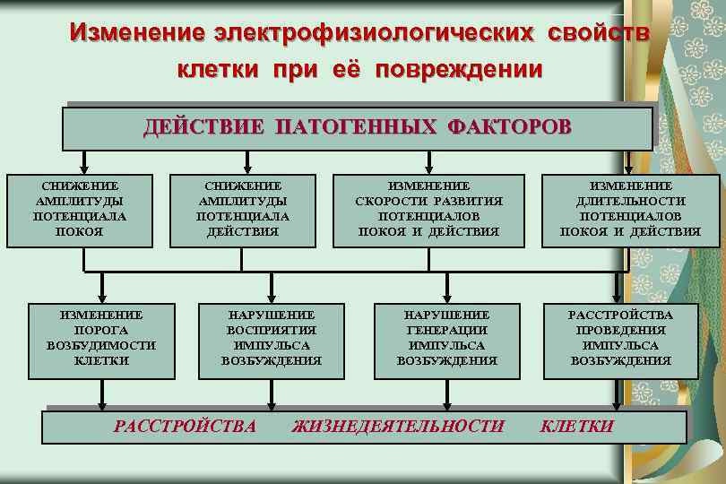 Изменение электрофизиологических свойств клетки при её повреждении ДЕЙСТВИЕ ПАТОГЕННЫХ ФАКТОРОВ СНИЖЕНИЕ АМПЛИТУДЫ ПОТЕНЦИАЛА ПОКОЯ