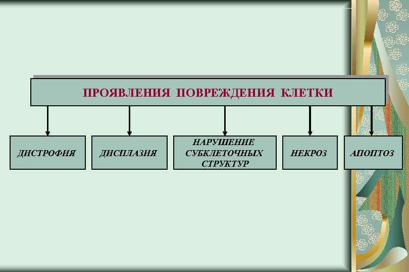 ПРОЯВЛЕНИЯ ПОВРЕЖДЕНИЯ КЛЕТКИ ДИСТРОФИЯ ДИСПЛАЗИЯ НАРУШЕНИЕ СУБКЛЕТОЧНЫХ СТРУКТУР НЕКРОЗ АПОПТОЗ 