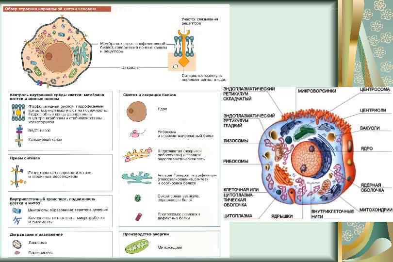 Нормы патологии клетки