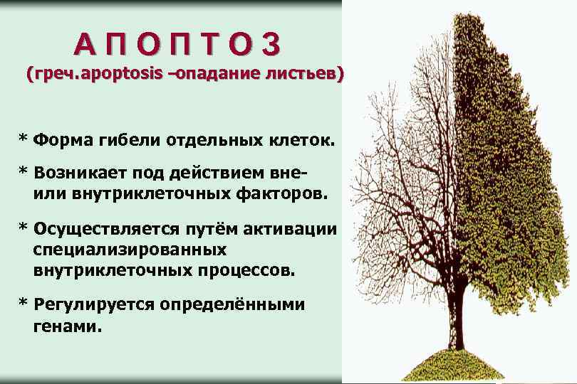 АПОПТОЗ (греч. apoptosis – опадание листьев) * Форма гибели отдельных клеток. * Возникает под