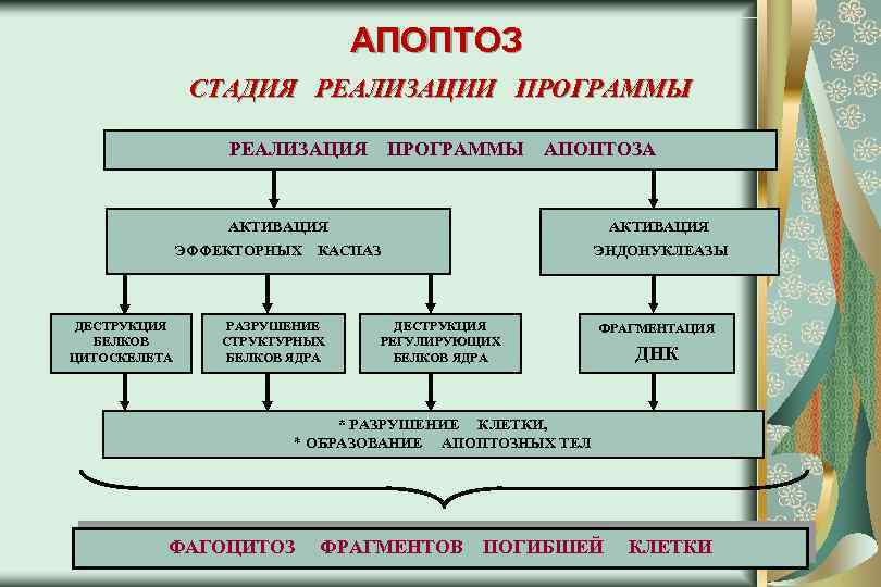 АПОПТОЗ СТАДИЯ РЕАЛИЗАЦИИ ПРОГРАММЫ РЕАЛИЗАЦИЯ ПРОГРАММЫ АПОПТОЗА АКТИВАЦИЯ ЭФФЕКТОРНЫХ КАСПАЗ ДЕСТРУКЦИЯ БЕЛКОВ ЦИТОСКЕЛЕТА АКТИВАЦИЯ