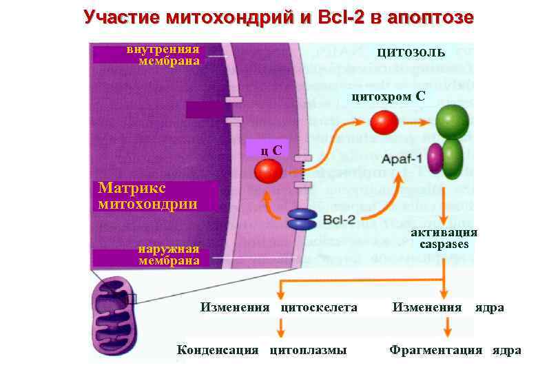 Участие митохондрий и Bcl-2 в апоптозе внутренняя мембрана цитозоль цитохром С ц С Матрикс