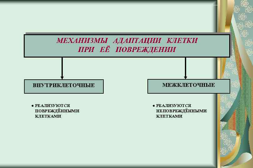 МЕХАНИЗМЫ АДАПТАЦИИ КЛЕТКИ ПРИ ЕЁ ПОВРЕЖДЕНИИ ВНУТРИКЛЕТОЧНЫЕ РЕАЛИЗУЮТСЯ ПОВРЕЖДЁННЫМИ КЛЕТКАМИ МЕЖКЛЕТОЧНЫЕ РЕАЛИЗУЮТСЯ НЕПОВРЕЖДЁННЫМИ КЛЕТКАМИ