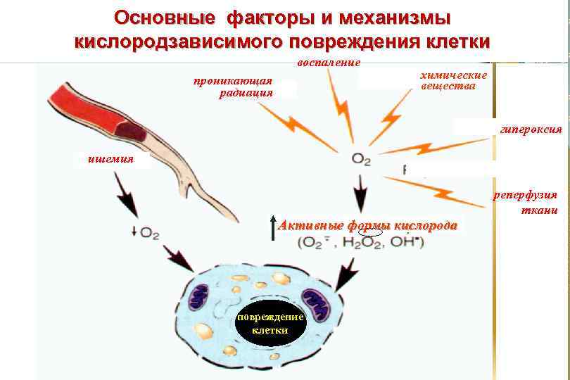 Основные механизмы повреждения клеток схема