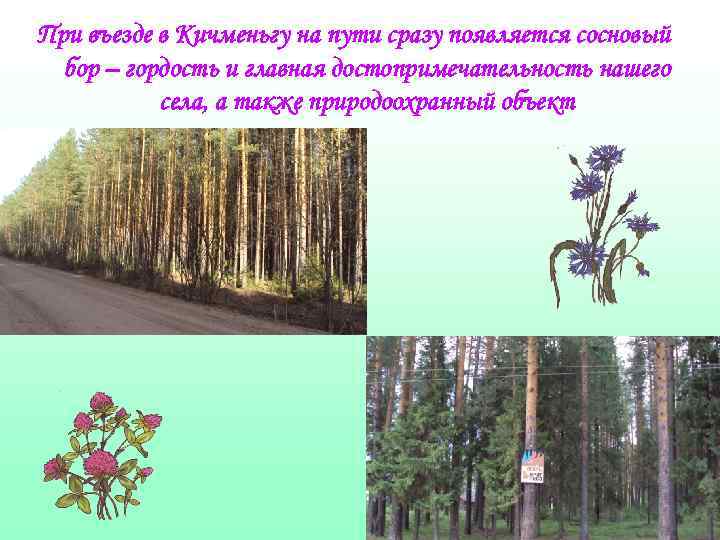 При въезде в Кичменьгу на пути сразу появляется сосновый бор – гордость и главная