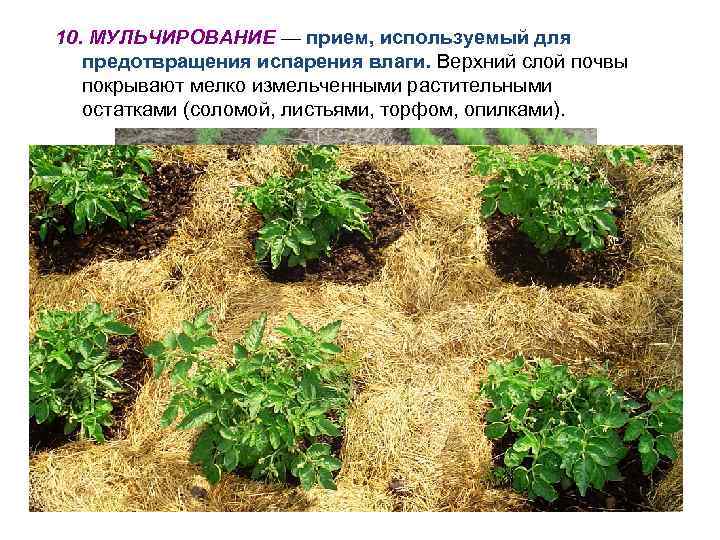 10. МУЛЬЧИРОВАНИЕ — прием, используемый для предотвращения испарения влаги. Верхний слой почвы покрывают мелко