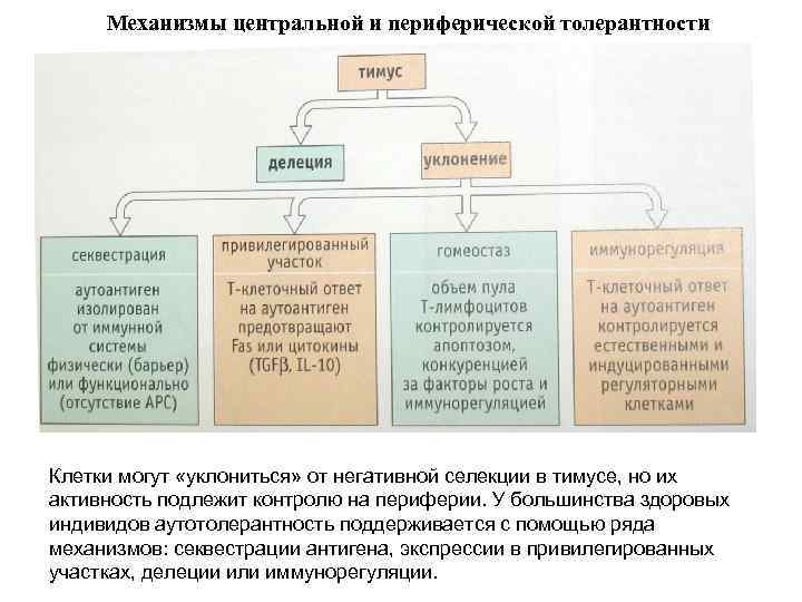 Механизмы центральной и периферической толерантности Клетки могут «уклониться» от негативной селекции в тимусе, но