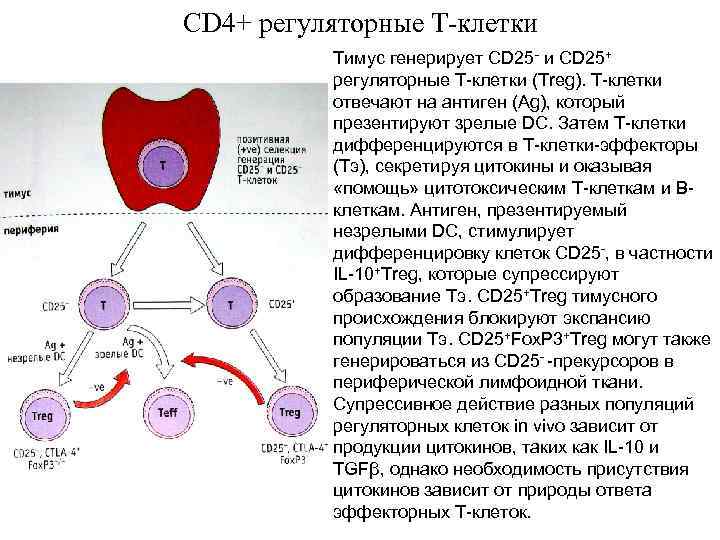Cd4+ клетки. Treg клетки иммунология. T регуляторные клетки функции. Регуляторные т лимфоциты иммунология. Регуляторные т клетки