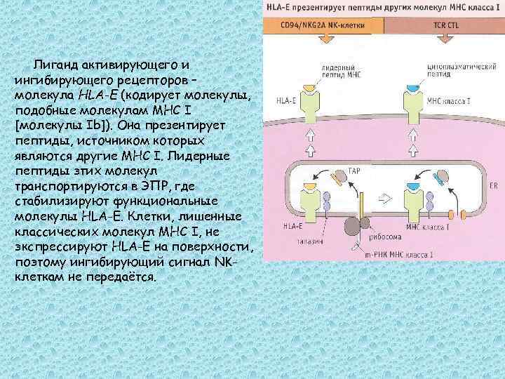 Лиганд активирующего и ингибирующего рецепторов – молекула HLA-E (кодирует молекулы, подобные молекулам МНС I