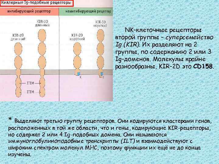 NK-клеточные рецепторы второй группы – суперсемейство Ig (KIR). Их разделяют на 2 группы, по