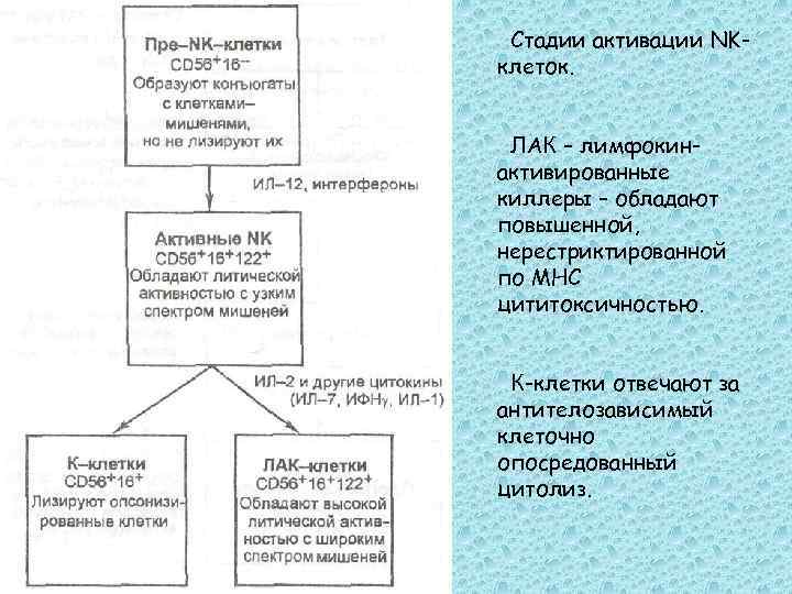 Стадии активации NKклеток. ЛАК – лимфокинактивированные киллеры – обладают повышенной, нерестриктированной по МНС цититоксичностью.