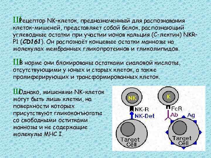 Узнавание клеток