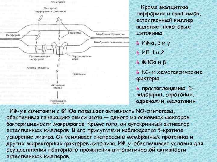 Кроме экзоцитоза перфорина и гранзимов, естественный киллер выделяет некоторые цитокины: ь ИФ-α, β и