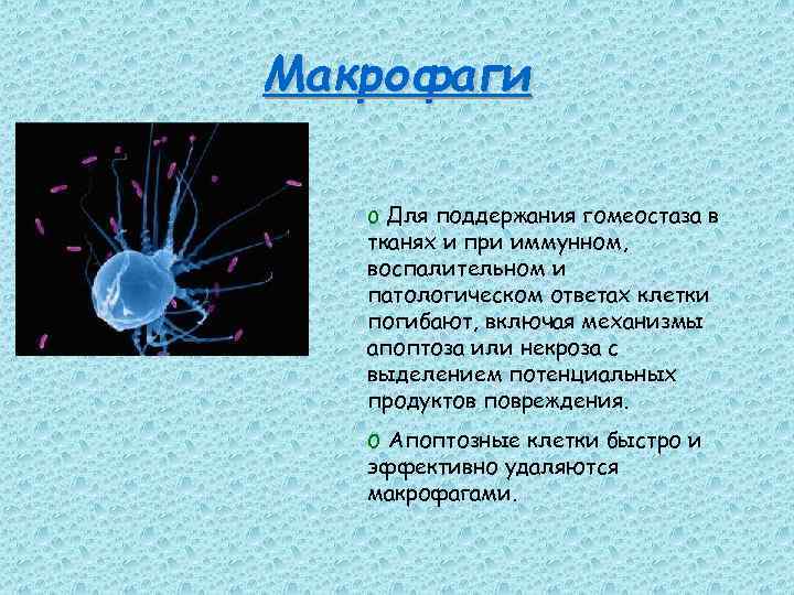 Макрофаги o Для поддержания гомеостаза в тканях и при иммунном, воспалительном и патологическом ответах