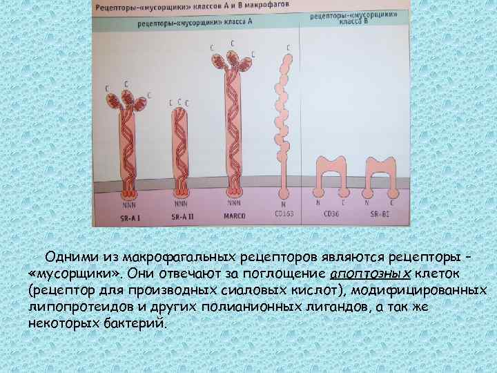 К контактным рецепторам относятся рецепторы