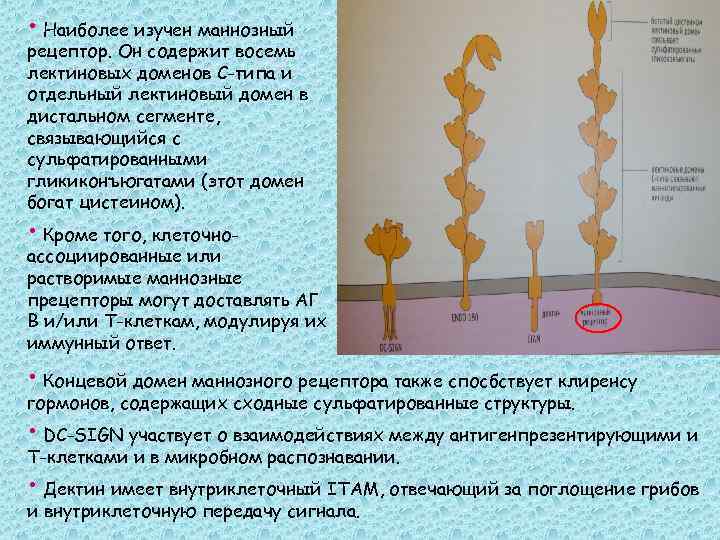 • Наиболее изучен маннозный рецептор. Он содержит восемь лектиновых доменов С-типа и отдельный