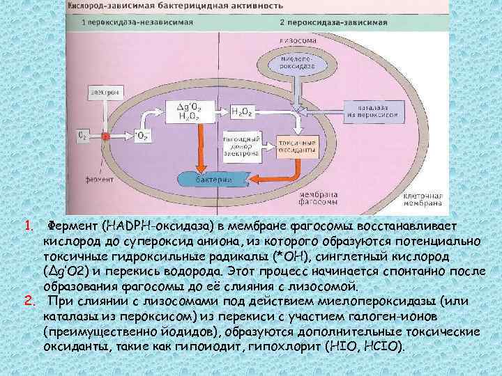 Восстановление кислорода. Цитотоксичность кислород-зависимая. Оксидаза восстанавливает кислород. Что такое кислорода зависимая. Внутриклеточный кислород-зависимый путь.