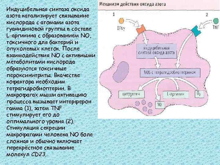 Индуцибельная синтаза оксида азота катализирует связывание кислорода с атомами азота гуанидиновой группы в составе